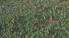 CAPVID-2023-11-25-16h43m27s343-800-x-600-ACTYVES-DRONE